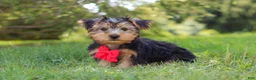 Morkie dogs for sale: Marcus - Ad 9