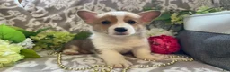 Welsh Corgi Pembroke dogs for sale: Mikey - Ad 9
