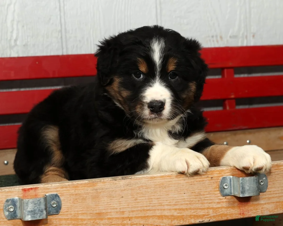 Australian Shepherd dogs for sale: Freddy - Ad 2