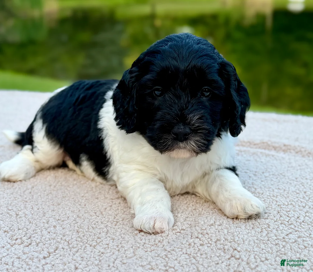 Goldendoodle dogs for sale: Bunny  - Ad 2