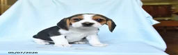 Beagle dogs for sale: Candy - Ad 2