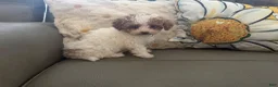 Maltipoo dogs for sale: Elsa - Ad 8