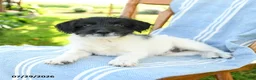 Mixed Breed dogs for sale: Rayna - Ad 3