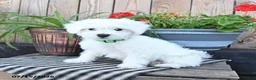 Mixed Breed dogs for sale: Everett - Ad 5
