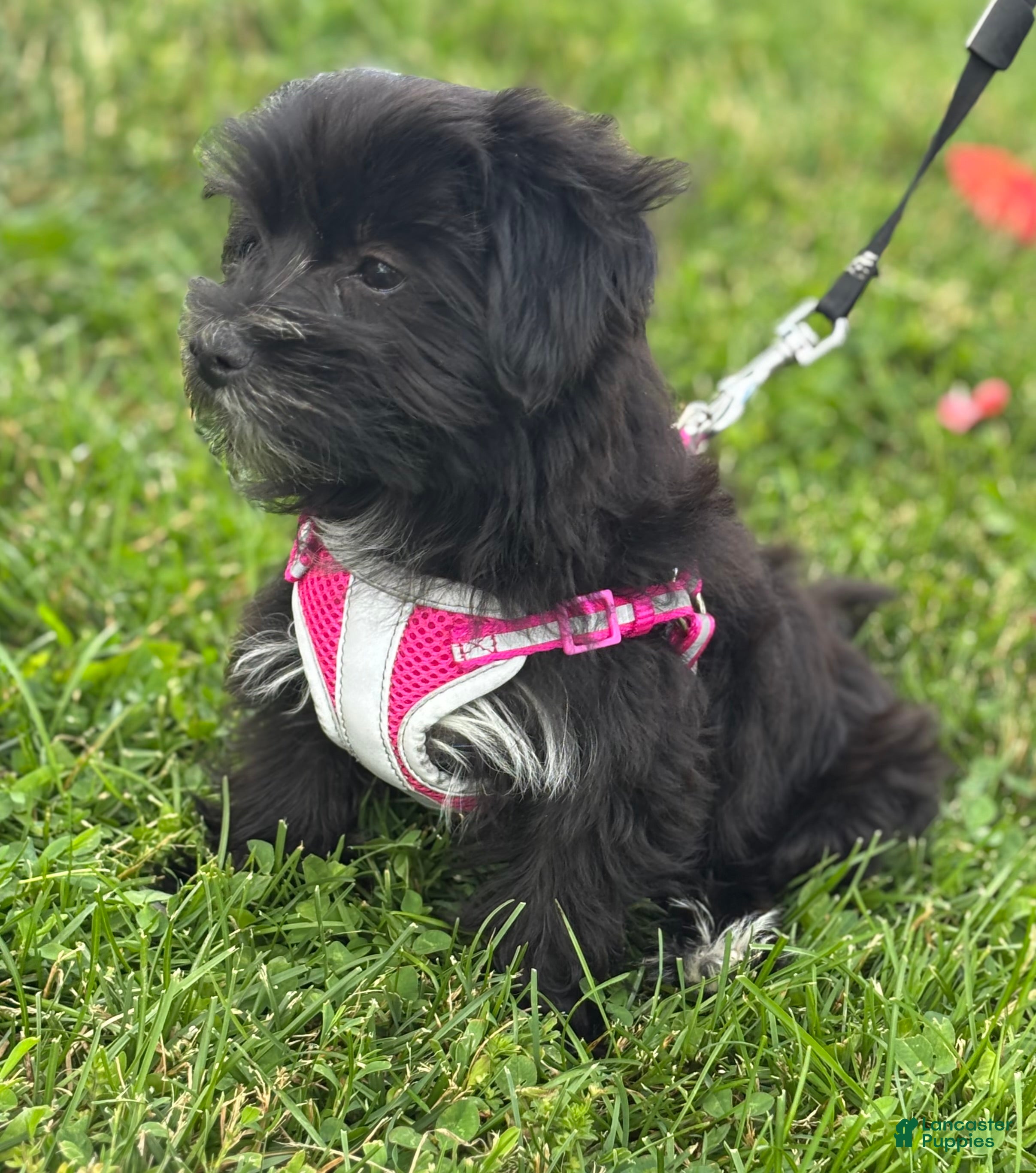 Morkie dogs Miss Janie  - Ad 2