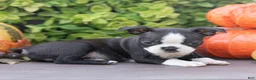 Boston Terrier dogs for sale: Jules Boston Terrier  - Ad 5