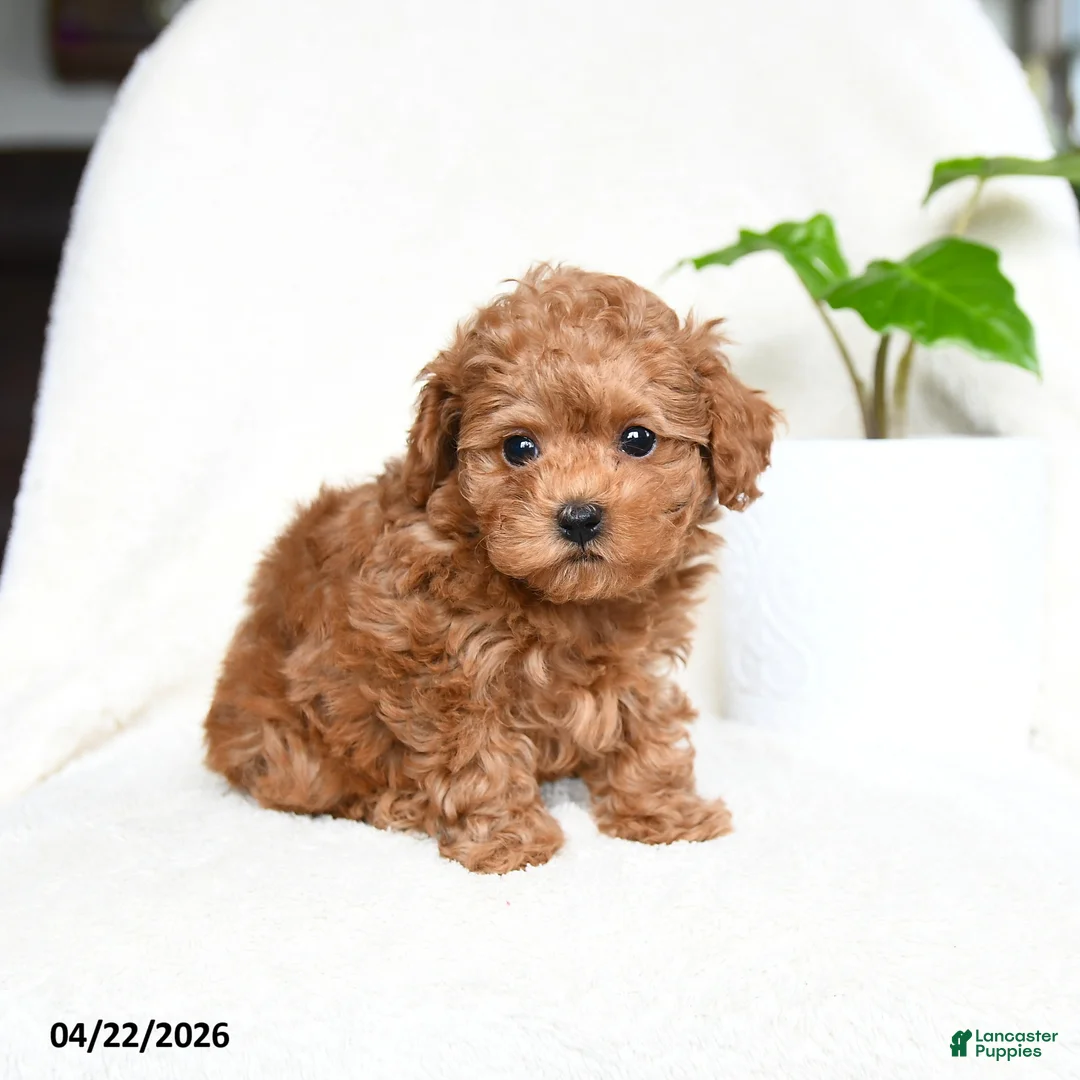 Toy Poodle dogs for sale: Button - Ad 1