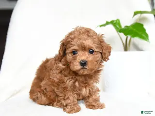 Toy Poodle dogs for sale: Button - Ad 2
