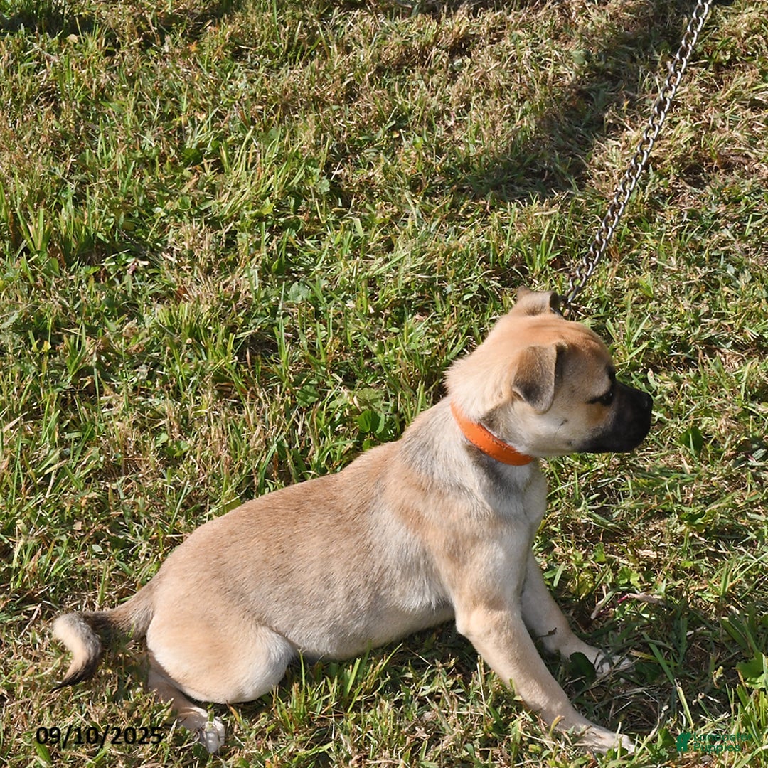 Mixed Breed dogs for sale: Bandit - Ad 3