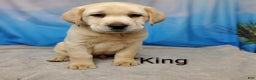 Labrador Retriever dogs for sale: King AKC - Ad 4