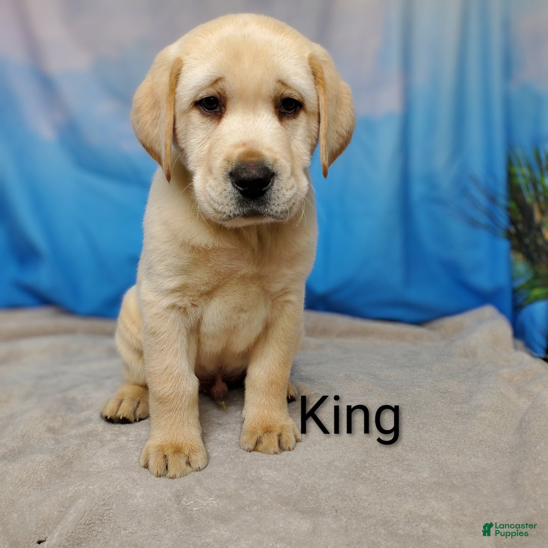 Labrador Retriever dogs for sale: King AKC - Ad 4