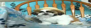 Oscar