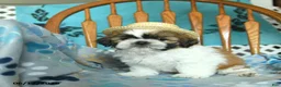 Shih Tzu dogs for sale: Oscar - Ad 1
