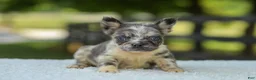 French Bulldog dogs for sale: Lisa - Ad 11