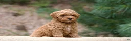 Miniature Poodle dogs for sale: Miniature Poodle 3 - Ad 3