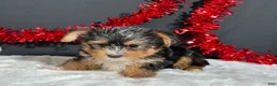 Yorkshire Terrier dogs for sale: Luke - Ad 4