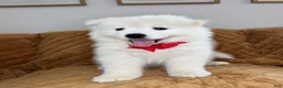 Samoyed dogs for sale: Mickey  - Ad 8
