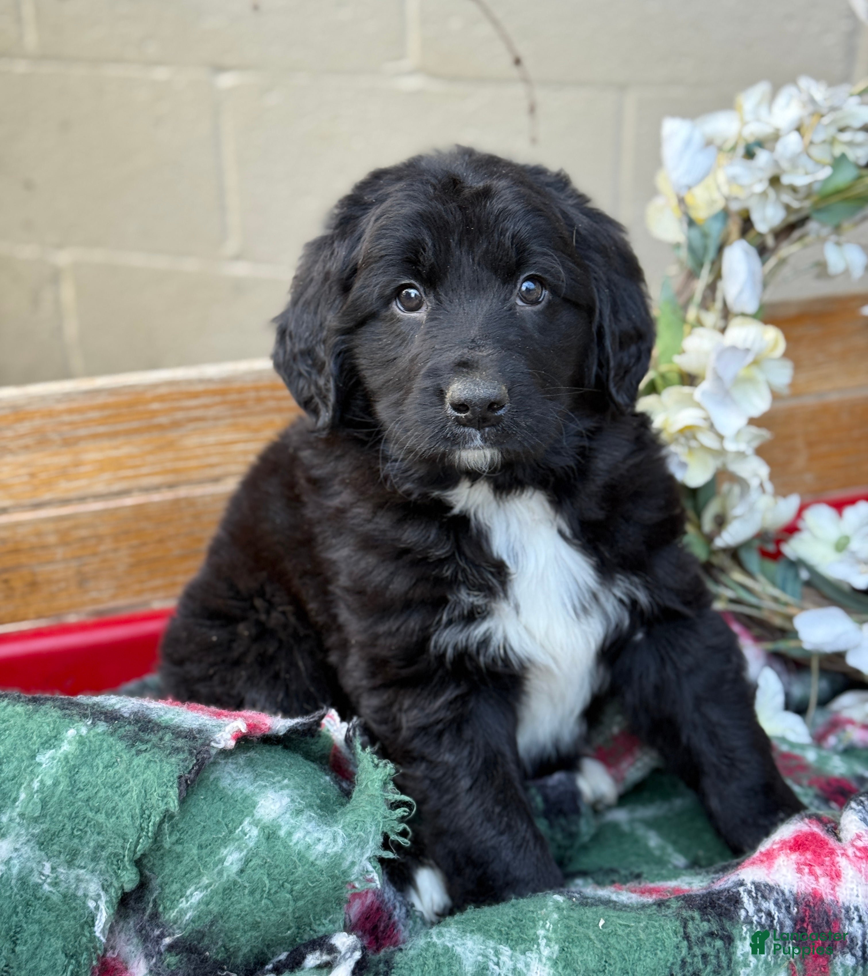 Mixed Breed dogs Ranger - Ad 18