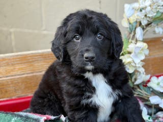 Mixed Breed dogs Ranger - Ad 18