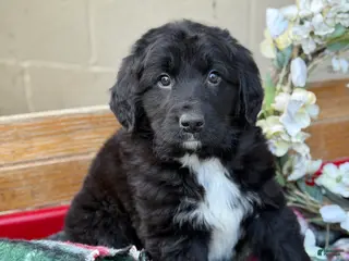 Mixed Breed dogs Ranger - Ad 37