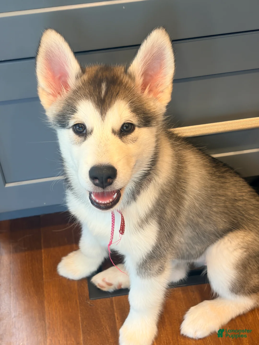 Mixed Breed dogs for sale: Miss Pink - Ad 1