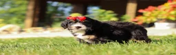 Mini Bernedoodle dogs for sale: Moonstone - Ad 4
