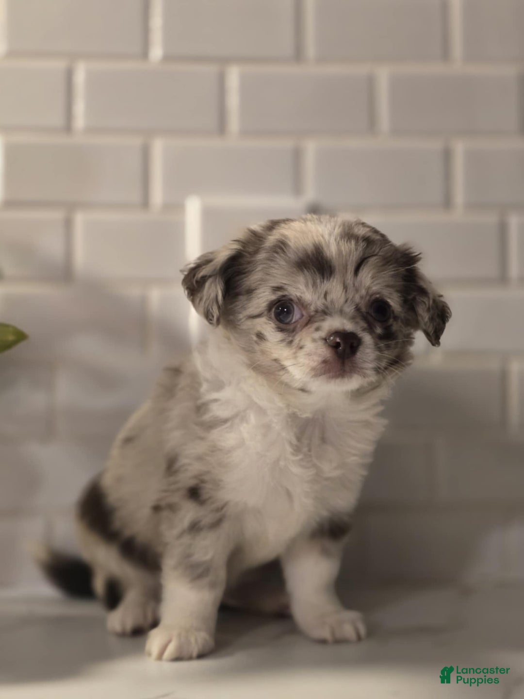 Chihuahua dogs for sale: Donnie - Ad 1