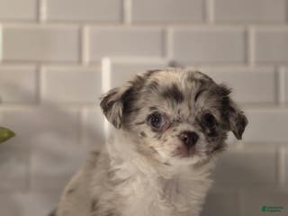 Chihuahua dogs Donnie - Ad 29