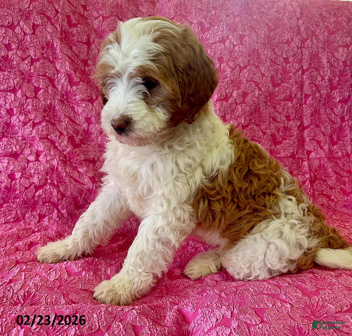 Mini Goldendoodle dogs Iris - Ad 2