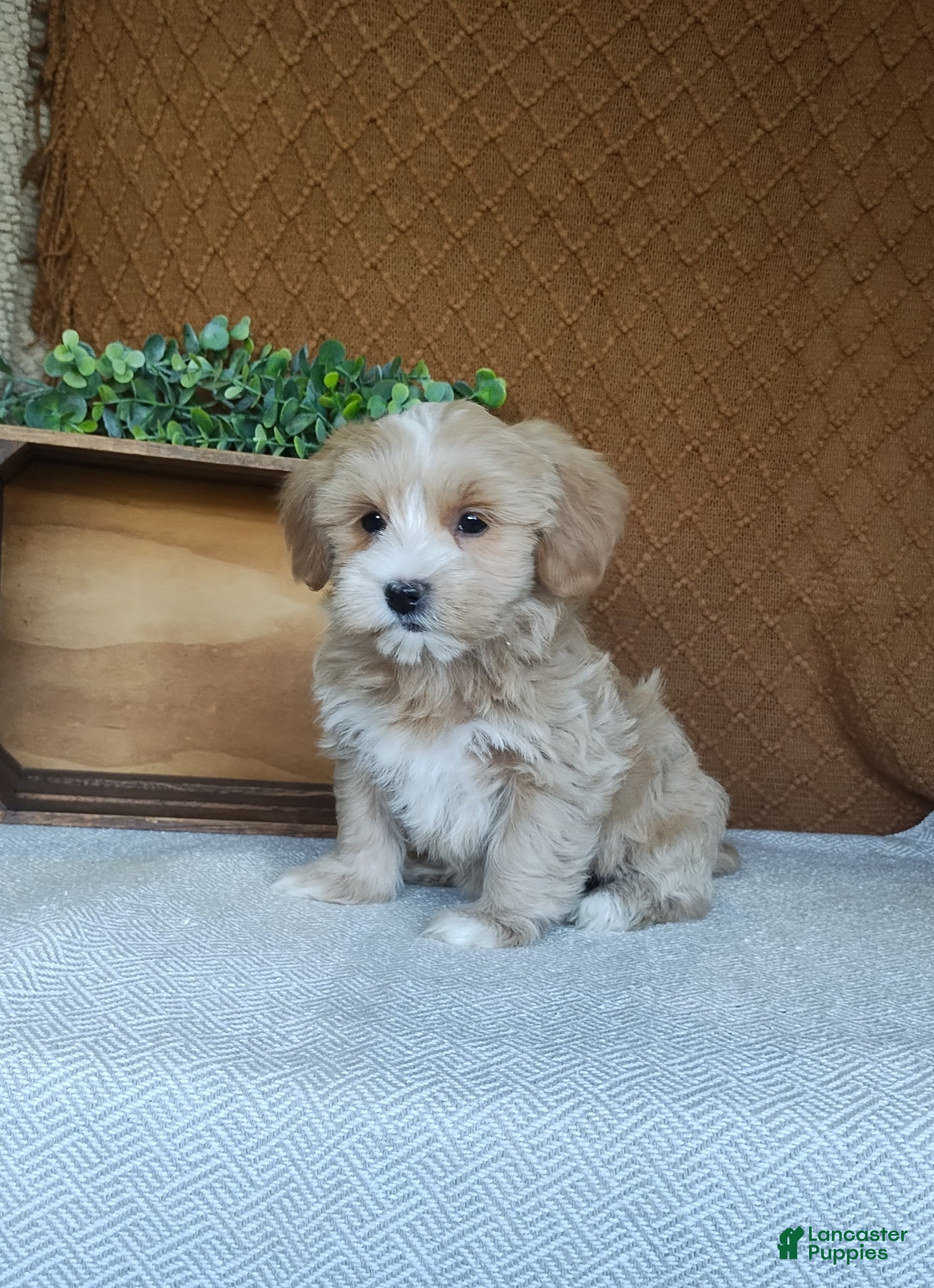 Havanese dogs Basil - Ad 2