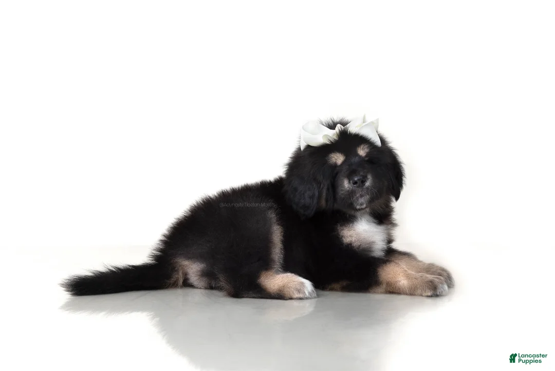 Tibetan Mastiff dogs for sale: Tibetan Mastiff Puppy | Cream Girl - Ad 1