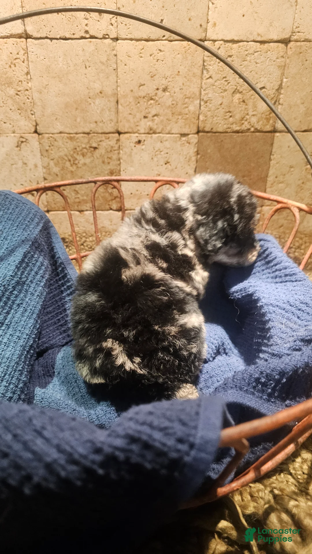 Goldendoodle dogs for sale: Tank Goldendoodle Puppy 1 - Ad 2
