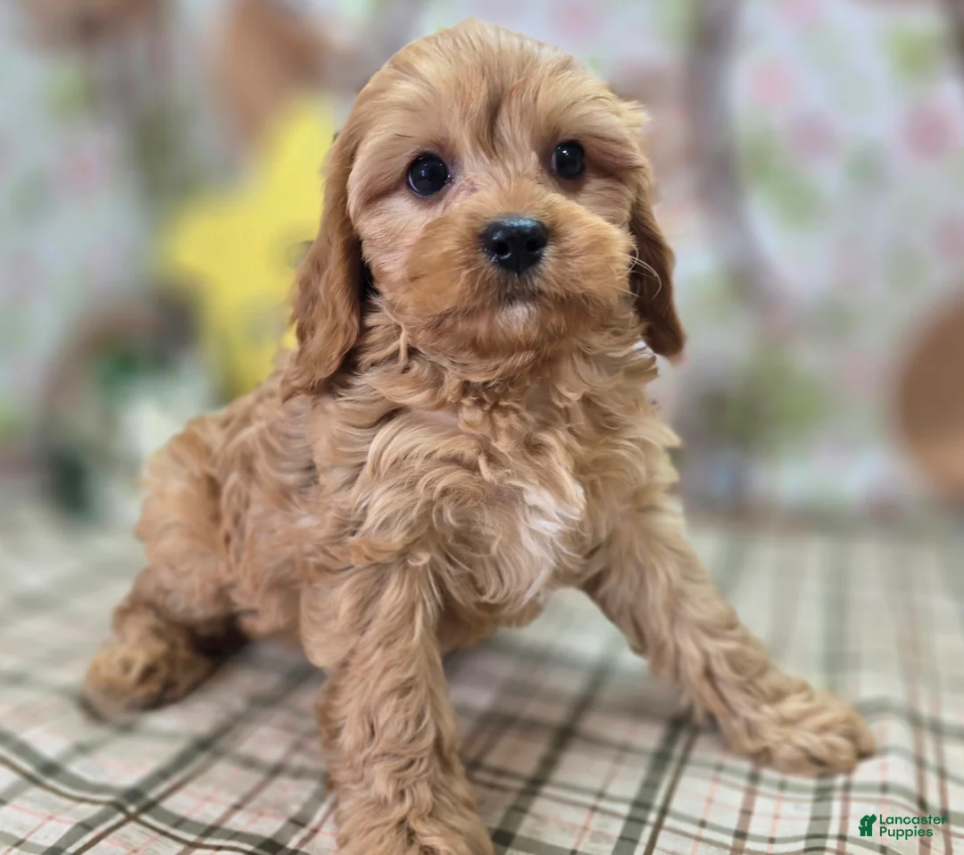 Cavapoo dogs for sale: Slate - Ad 1