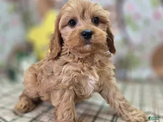 Cavapoo dogs Slate - Ad 14