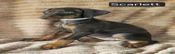 Doberman Pinscher dogs for sale: Scarlett  - Ad 3