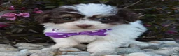 Mini Bernedoodle dogs for sale: Mini Buffy - Ad 15