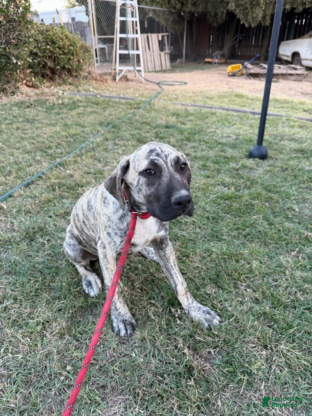 Mixed Breed dogs for sale: Shadow - Ad 2