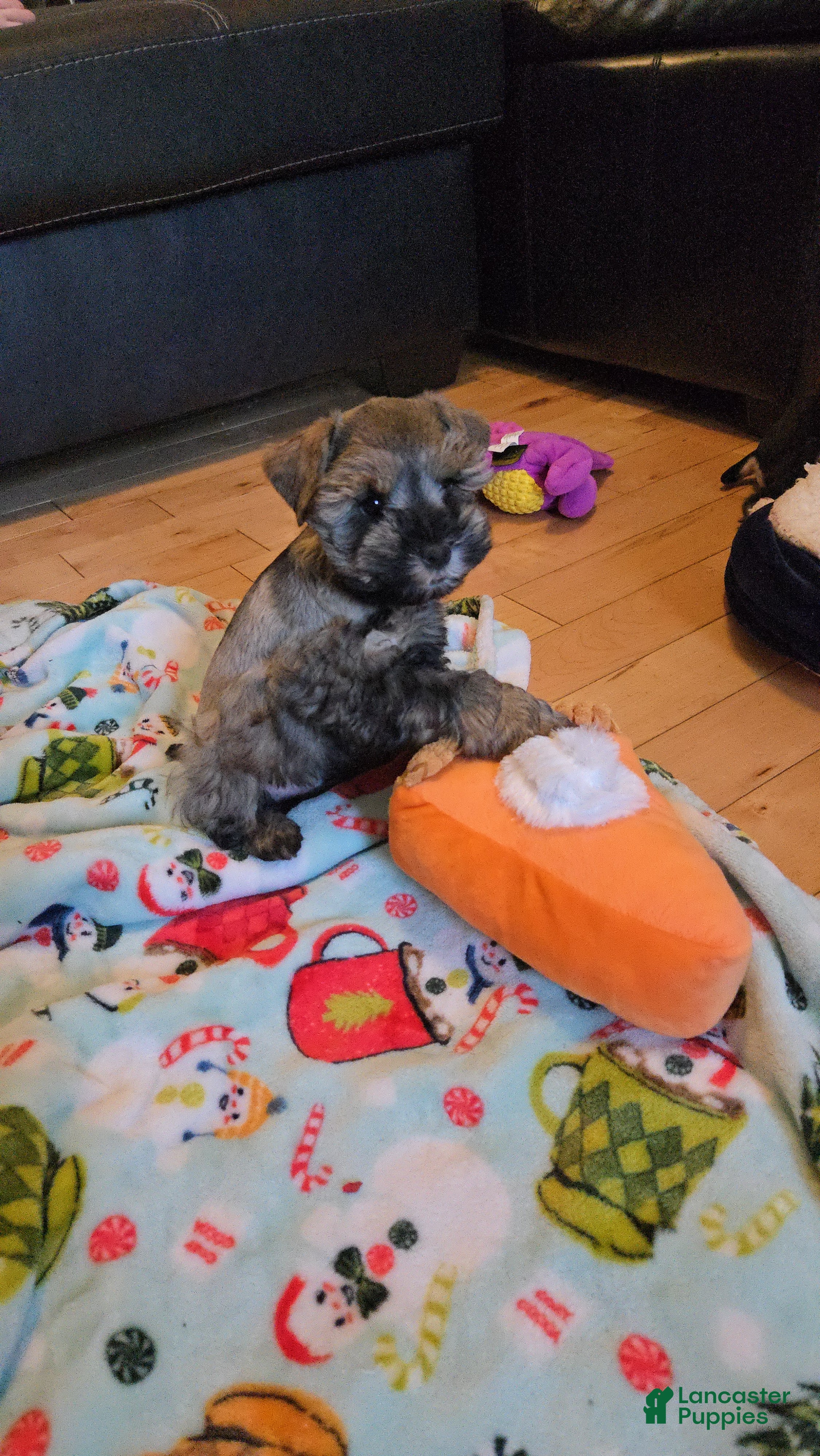 Miniature Schnauzer dogs Mike Wazowski - Ad 2