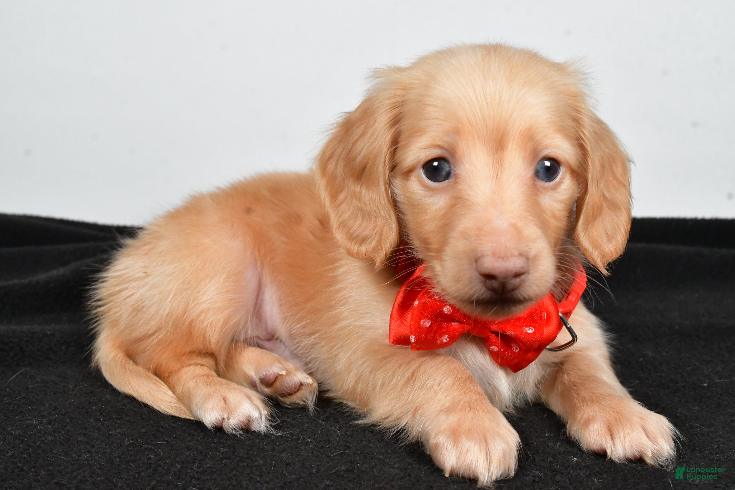 Miniature Dachshund dogs Alex - Ad 23