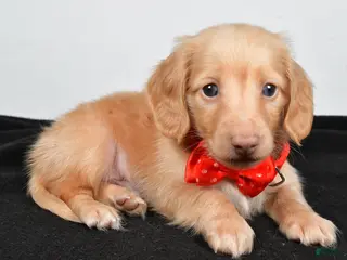 Miniature Dachshund dogs Alex - Ad 23