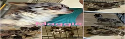 Chihuahua dogs for sale: Aspen Lavender Long Coat - Ad 4