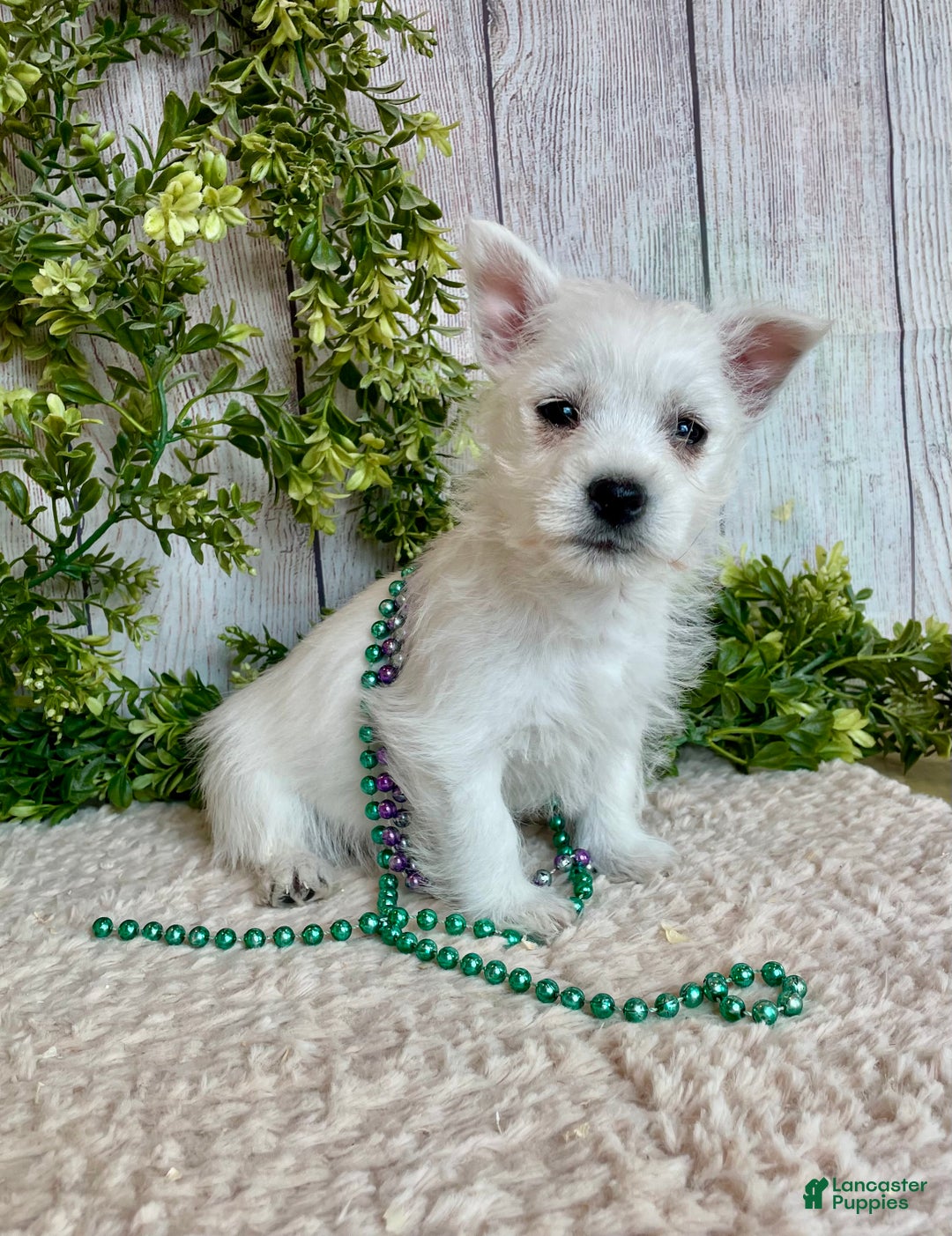 West Highland Terrier dogs for sale: Leah, AKC - Ad 7