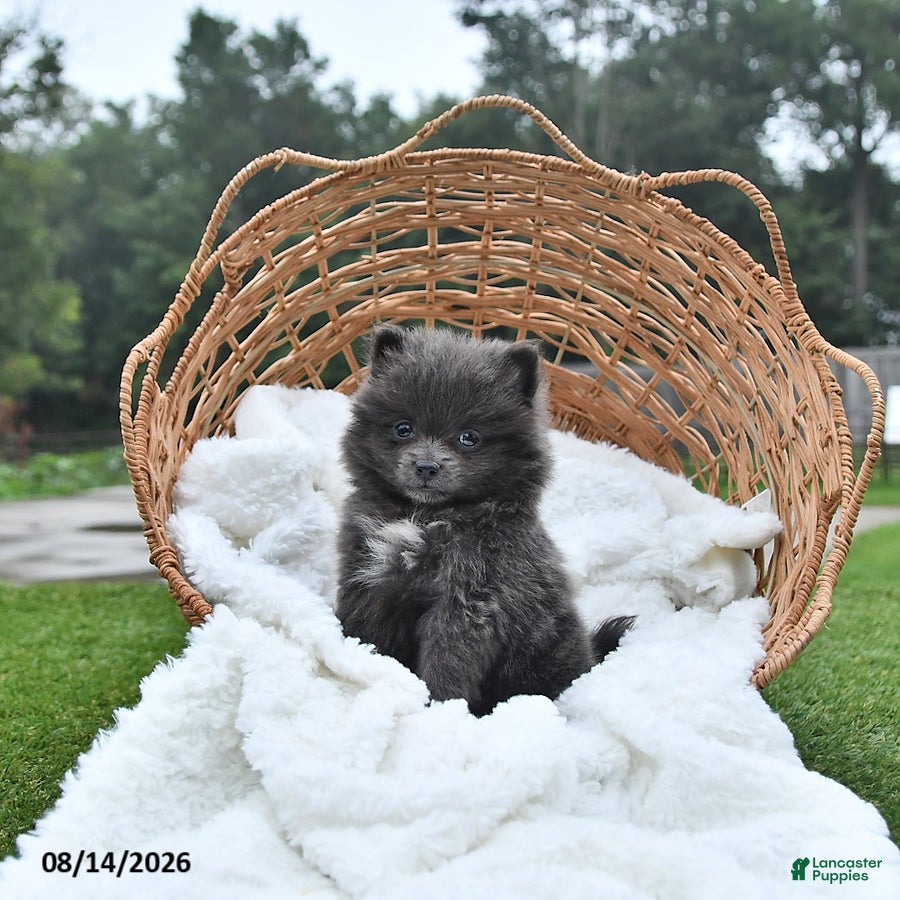 Pomeranian dogs Lindsey - Ad 1