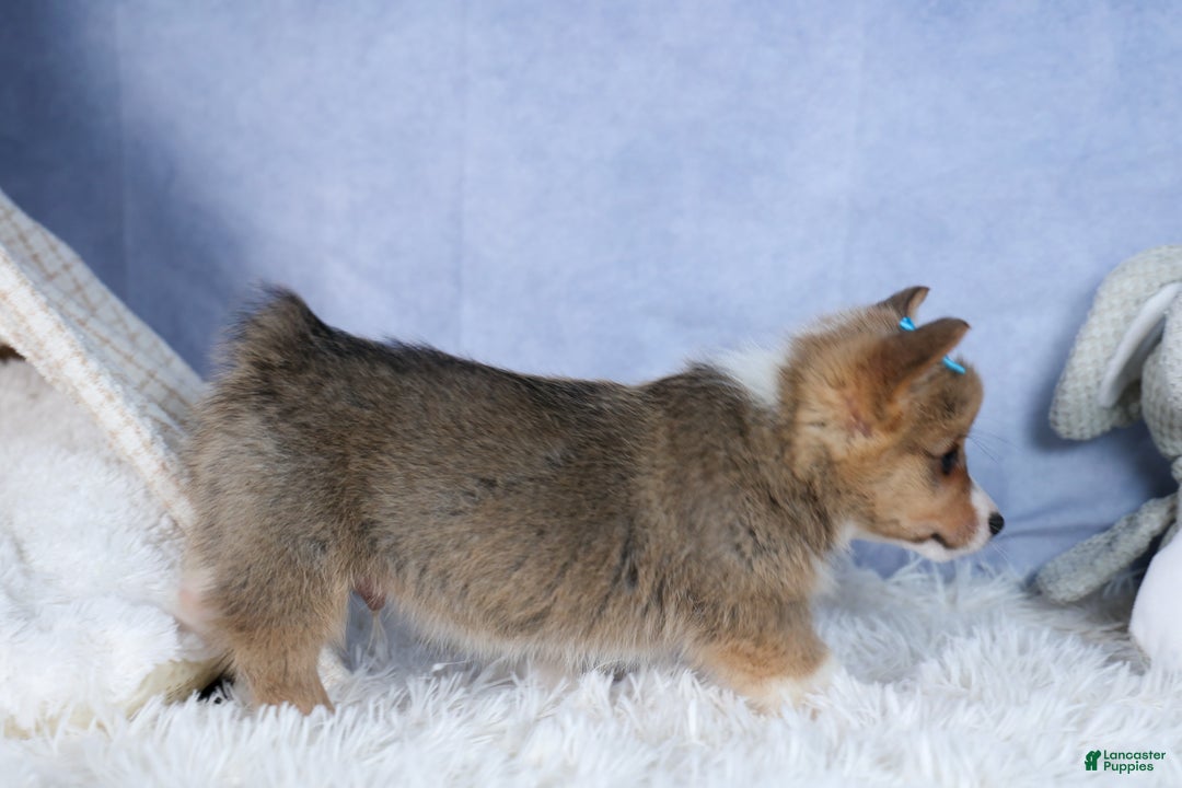 Welsh Corgi Pembroke dogs for sale: Ace - Ad 16