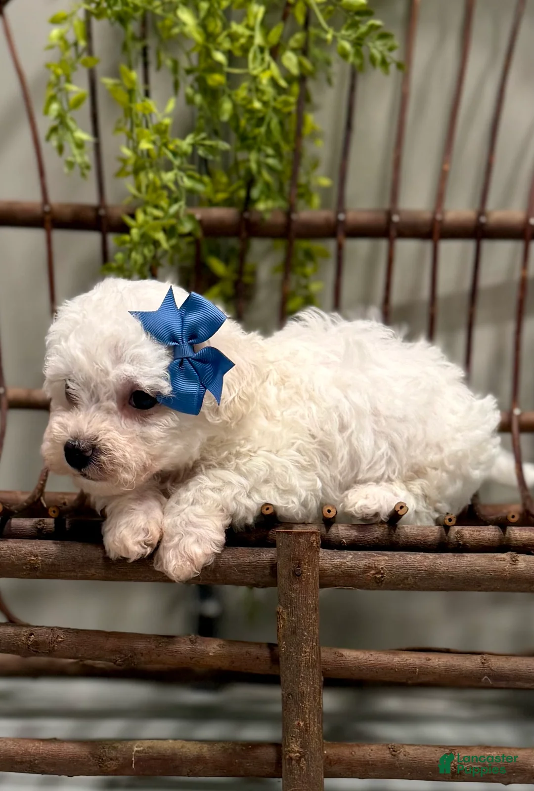 Bichon Frise dogs for sale: ACA Mickey - Ad 3