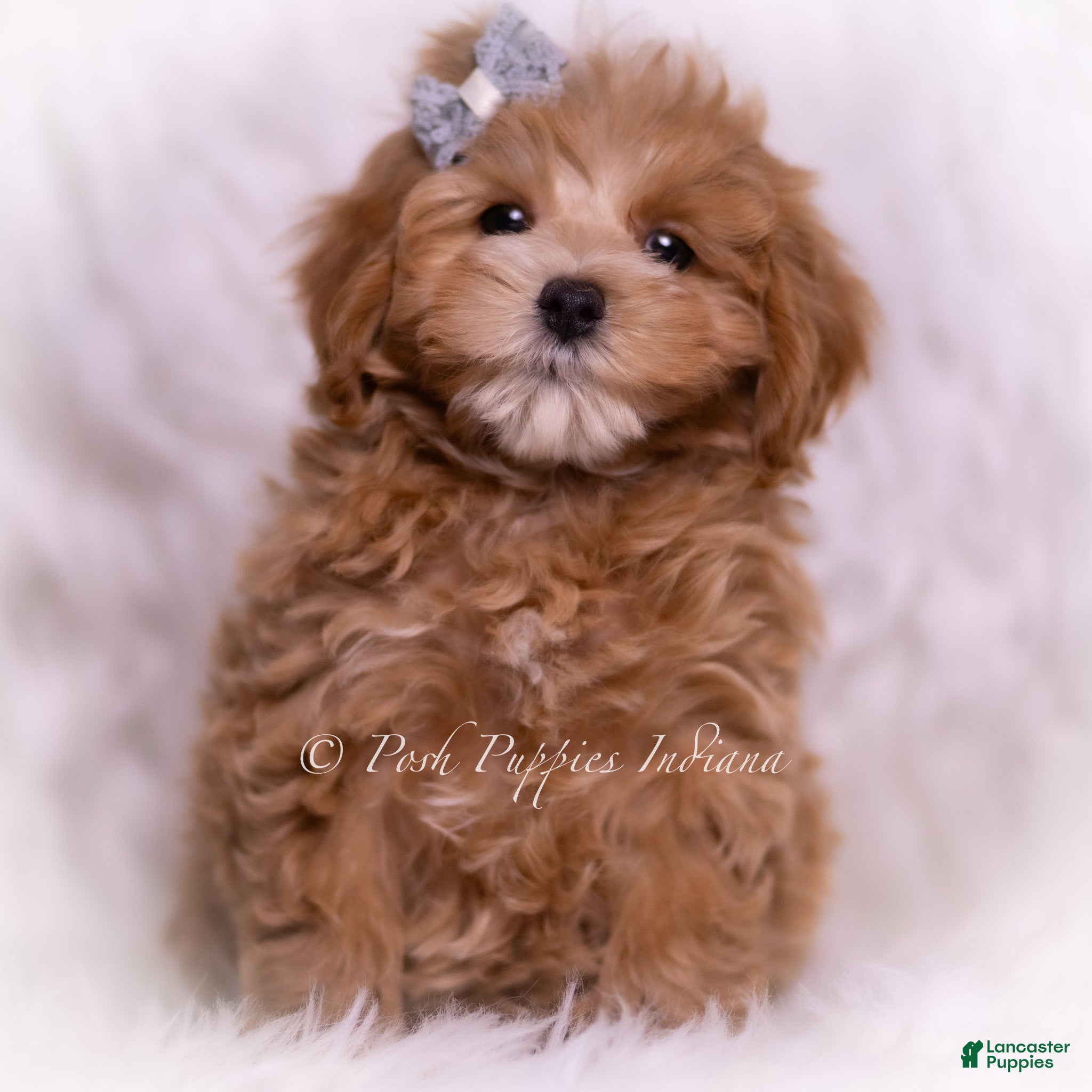 Maltipoo dogs Teeko - Ad 28