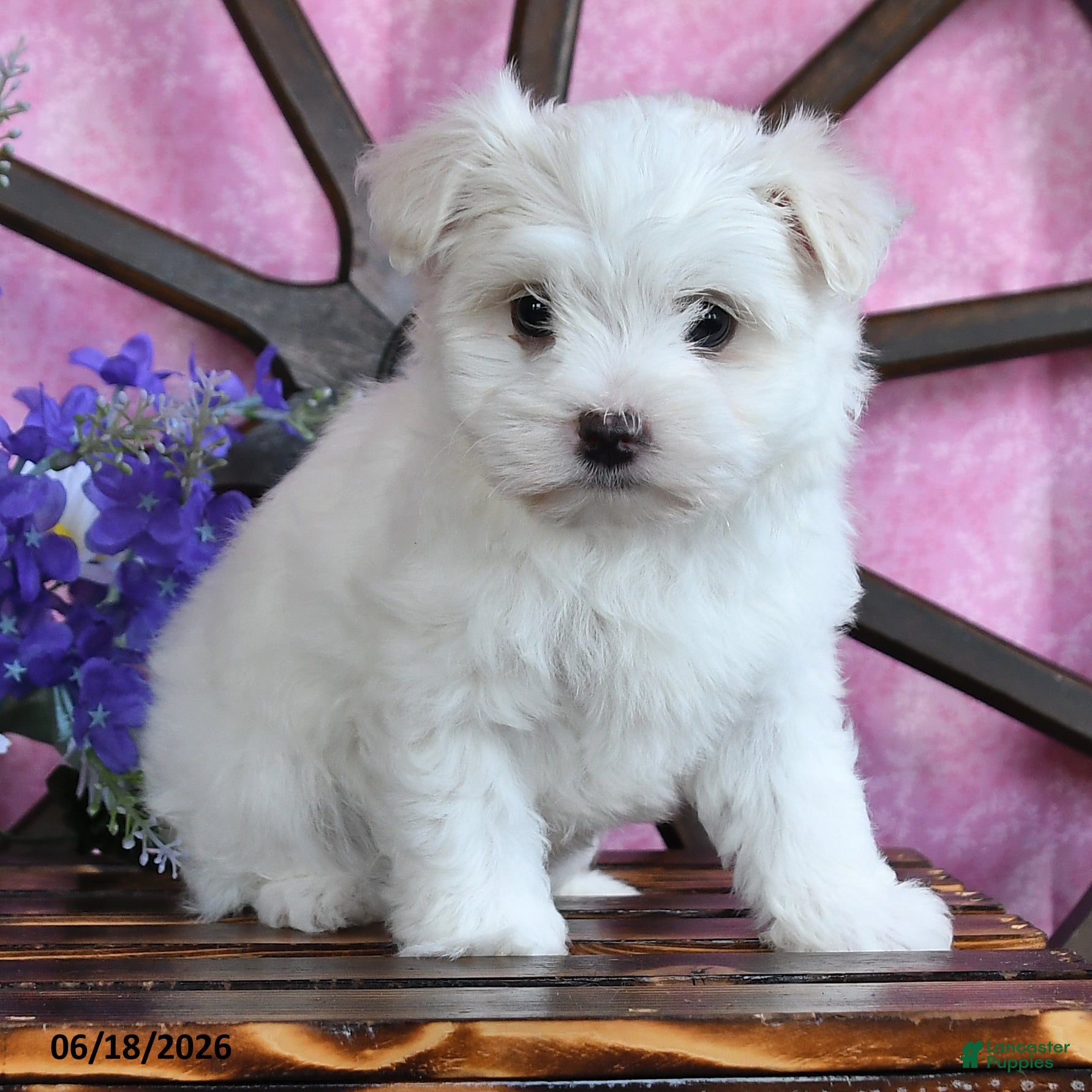 Maltese dogs Opie - Ad 2