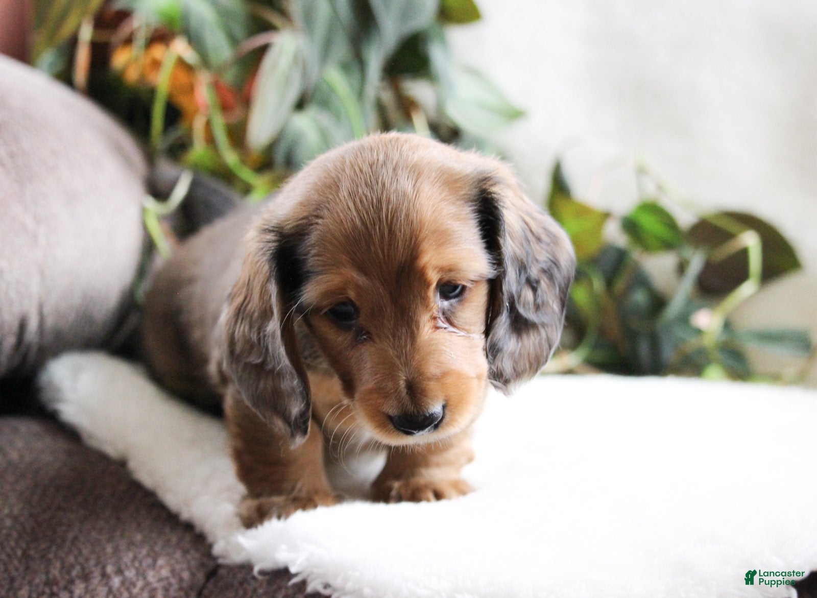 Miniature Dachshund dogs Dav - Ad 2