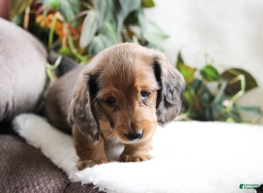 Miniature Dachshund dogs for sale: Dav - Ad 2