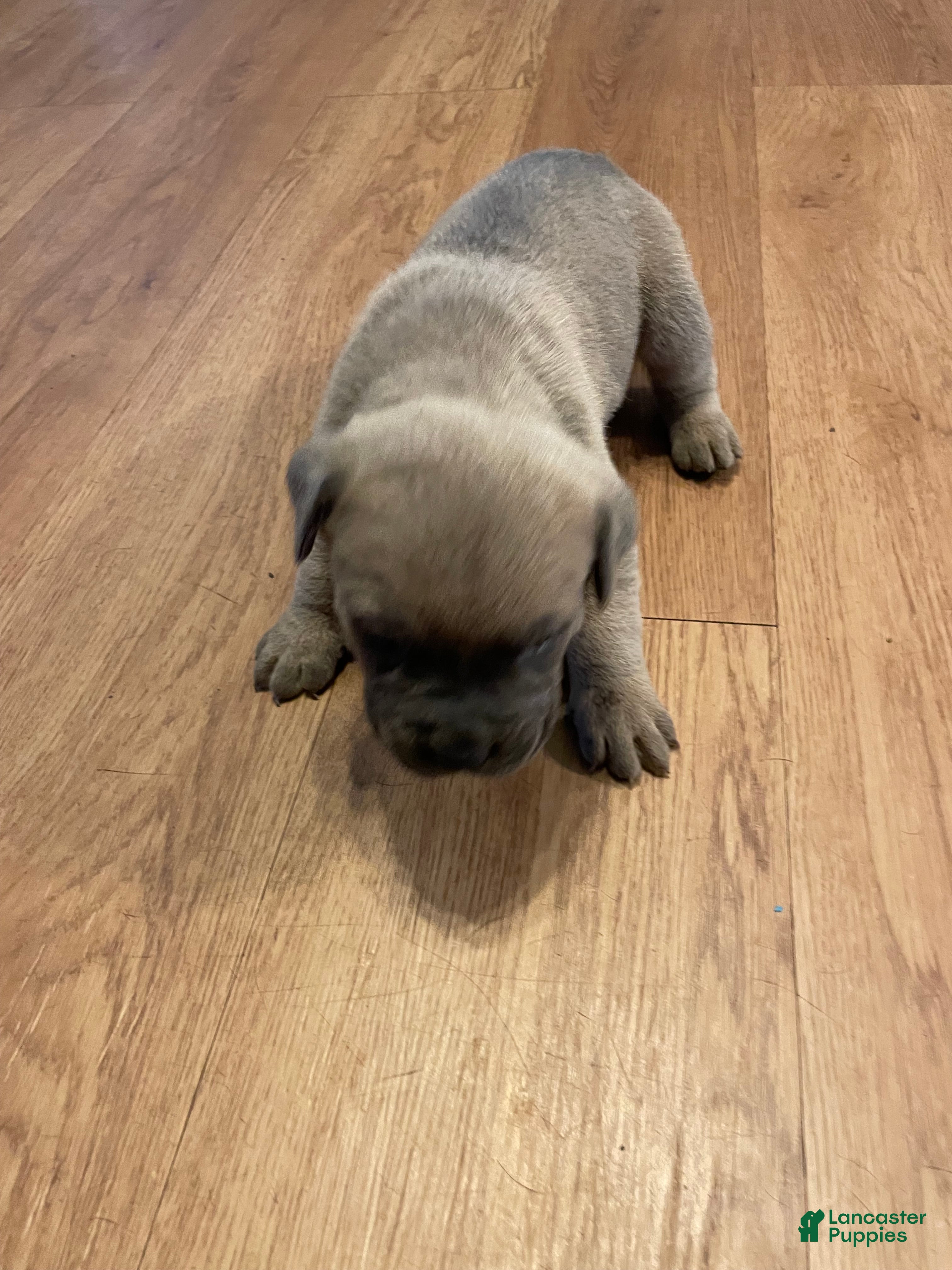 Cane Corso dogs Cane Corso 3 - Ad 35